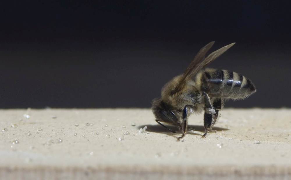 Bee